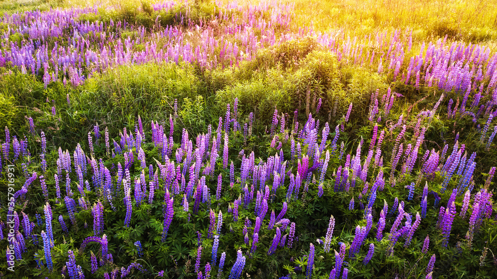 Fototapeta premium aerial view of lupins flower field. natural background. drone shot