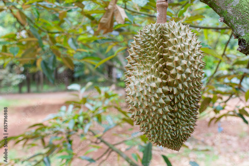 durian fruit on a tree next to durian garden. durian are king of fruit in Thailand. durian fruit on a tree next to durian garden. durian are king of fruit in Thailand.