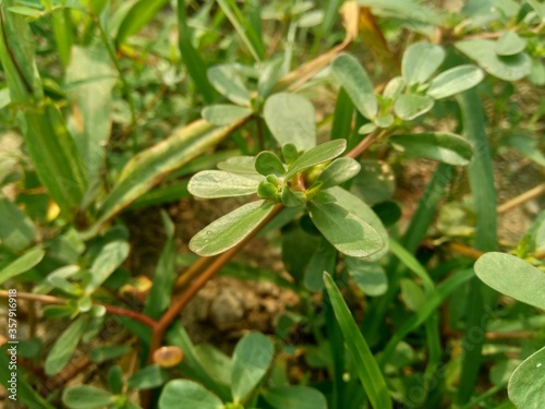 Portulaca oleracea (also called krokot, gelang biasa, Resereyan, common purslane, verdolaga, red root, pursley) with a natural background. This plant used as vegetable and herbal plant