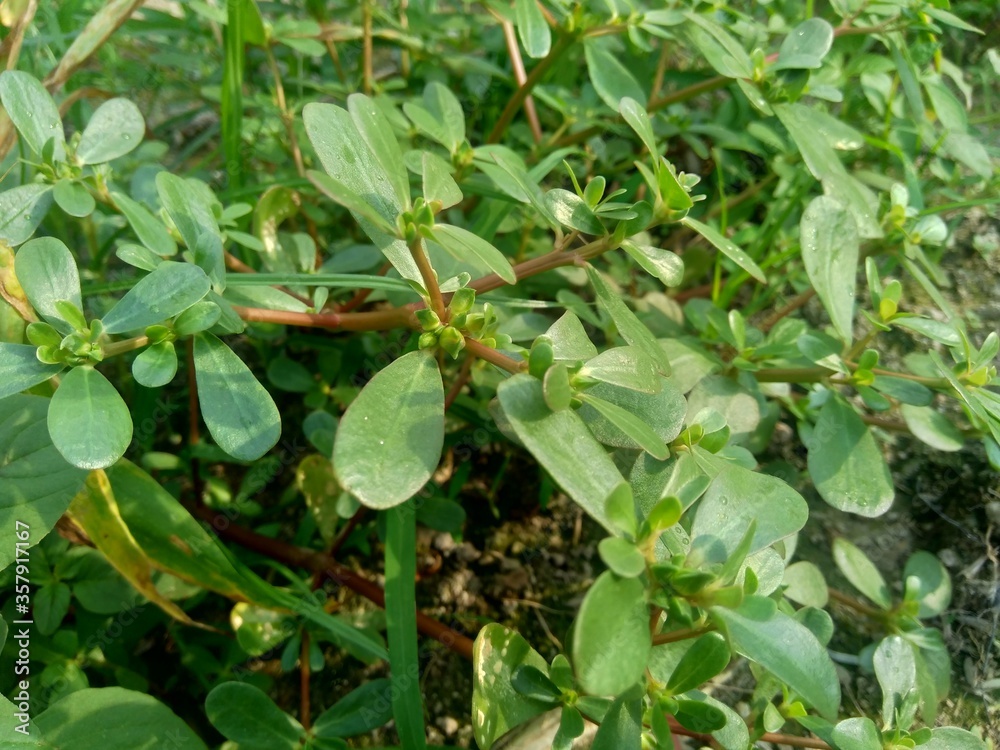 Portulaca oleracea (also called krokot, gelang biasa, Resereyan, common purslane, verdolaga, red root, pursley) with a natural background. This plant used as vegetable and herbal plant Portulaca oleracea (also called krokot, gelang biasa, Resereyan, common purslane, verdolaga, red root, pursley) with a natural background. This plant used as vegetable and herbal plant