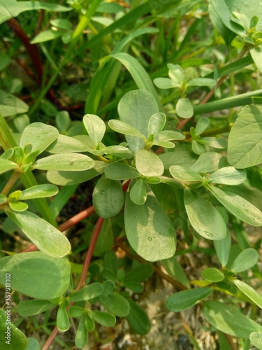 Wallpaper Mural Portulaca oleracea (also called krokot, gelang biasa, Resereyan, common purslane, verdolaga, red root, pursley) with a natural background. This plant used as vegetable and herbal plant Torontodigital.ca