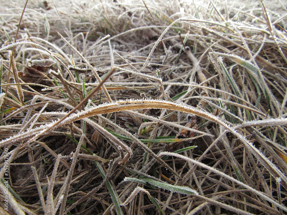 Grass covered with hoarfrost in the autumn morning.