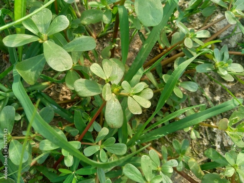 Portulaca oleracea (also called krokot, gelang biasa, Resereyan, common purslane, verdolaga, red root, pursley) with a natural background. This plant used as vegetable and herbal plant