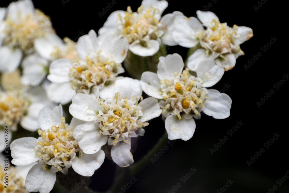Close up macro shot of white flowers Close up macro shot of white flowers