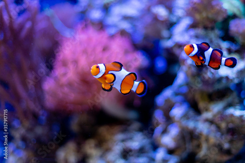 Pair of clownfish in reef aquarium