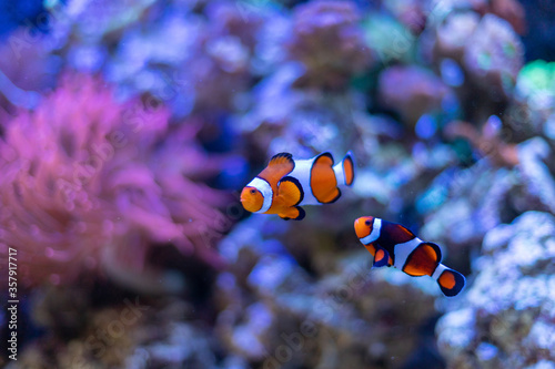 Pair of clownfish in reef aquarium