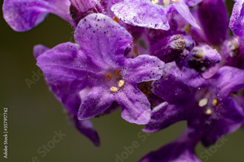 Close up macro shot of purple flower on black background