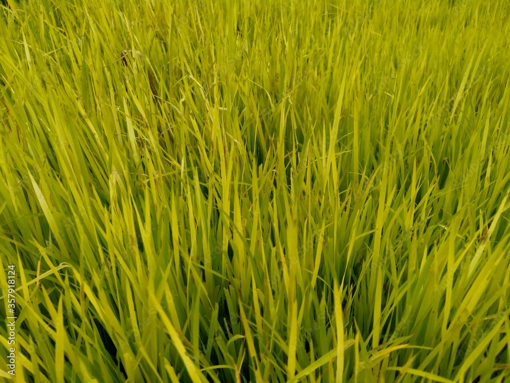 Obraz premium Close up of rice with natural background. The rice is on the seedbed. The rice looks so yellow and green.