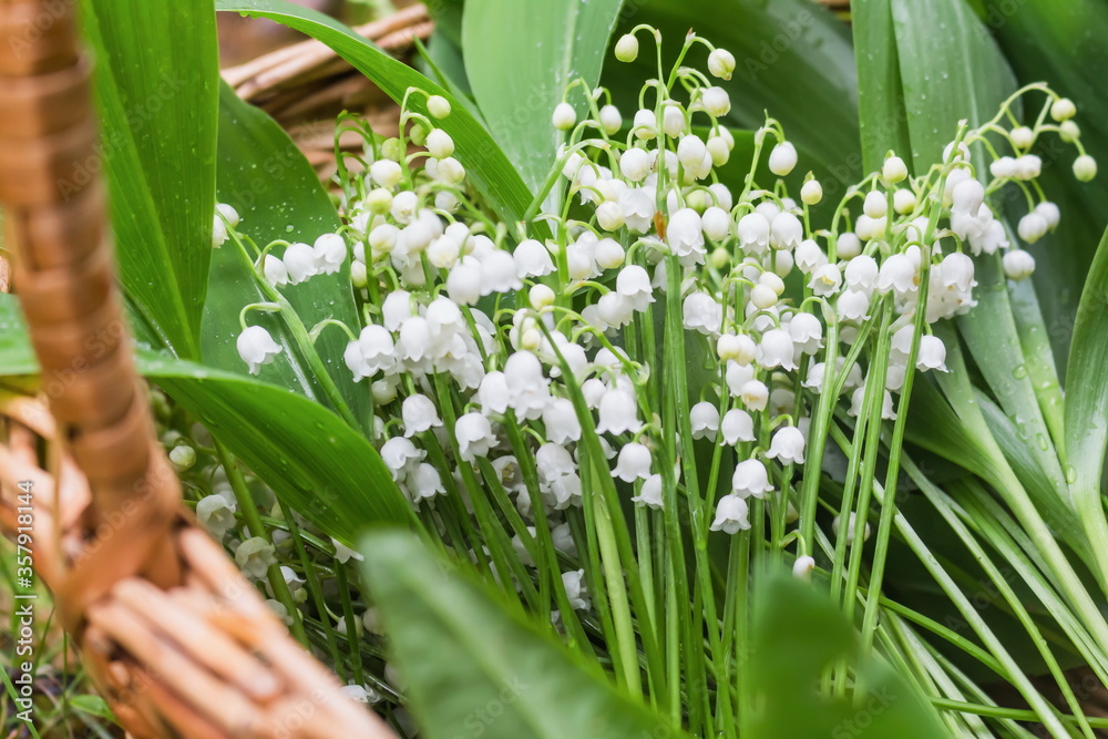 A large bouquet of lilies of the valley in a basket in the forest. Close-up.