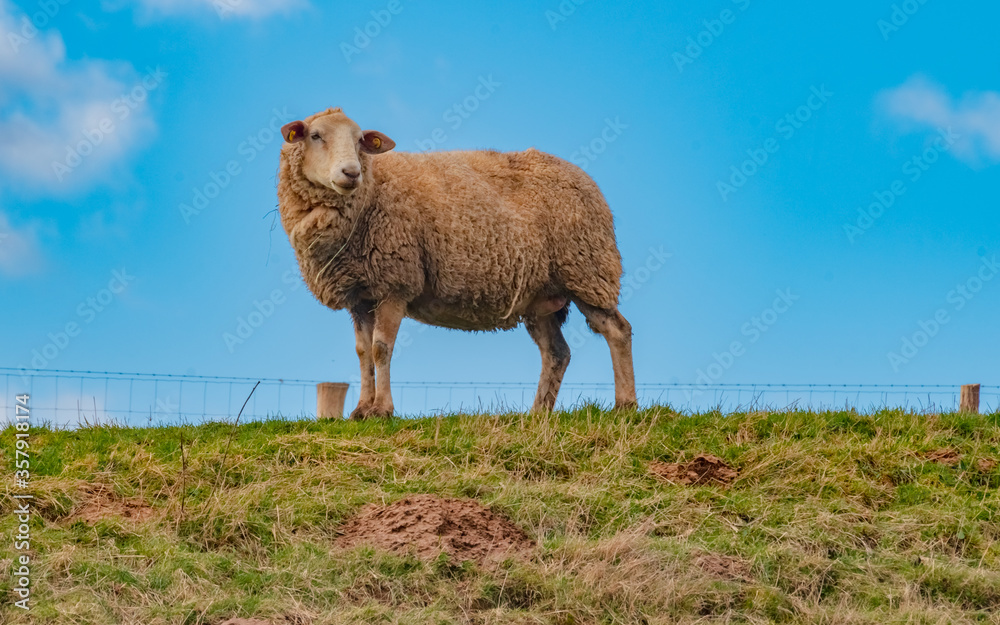 Wildlife, spring, Germany - A sheep with thick fur, in the pasture at Kleinseelheim, on a sunny day in March. Wildlife, spring, Germany - A sheep with thick fur, in the pasture at Kleinseelheim, on a sunny day in March.
