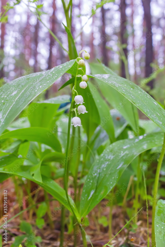 Fototapeta premium Flower lily of the valley in the forest, one twig close-up