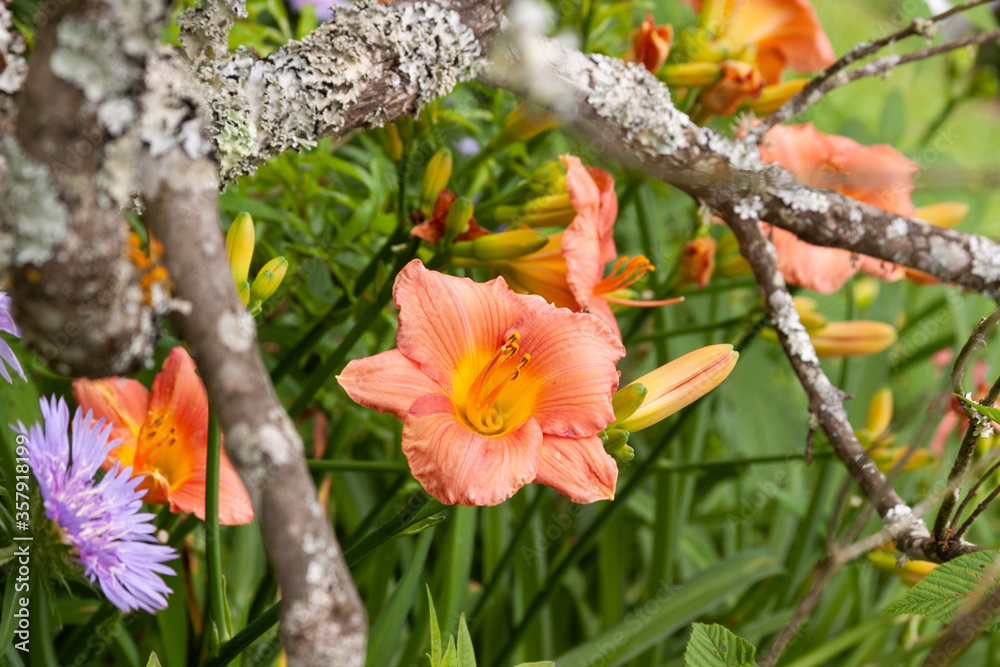 Obraz premium orange daylily