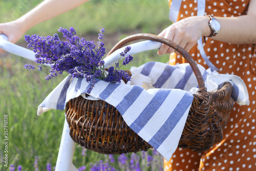 Provence - girl at the lavender field