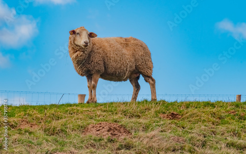 Wildlife, spring, Germany - A sheep with thick fur, in the pasture at Kleinseelheim, on a sunny day in March.