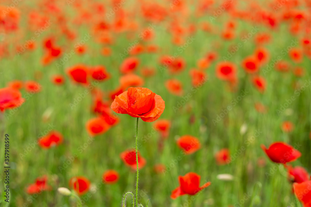 Field of poppies close up.