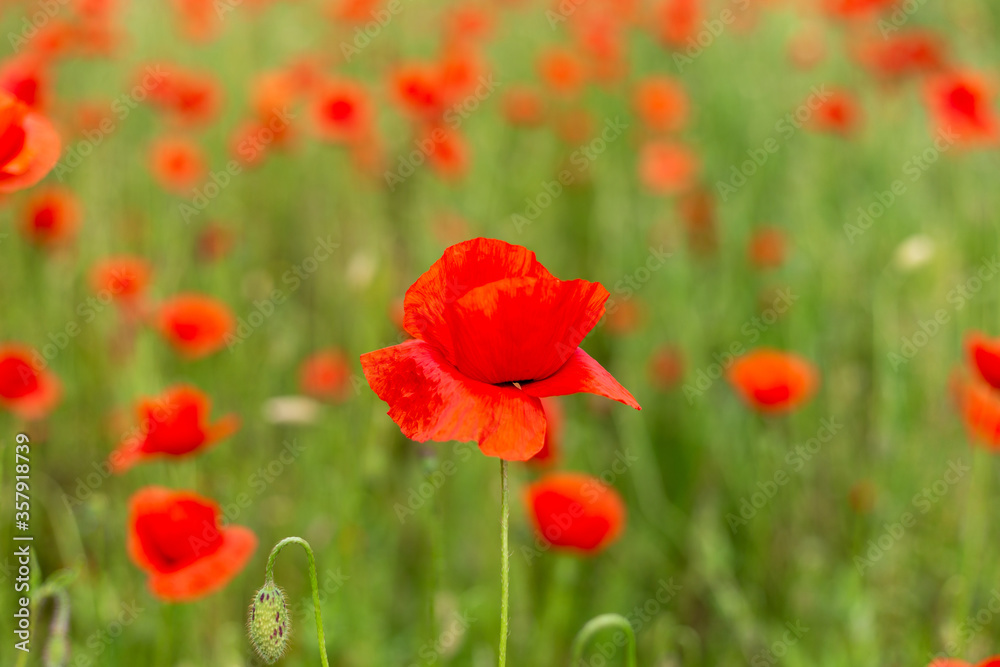 Field of poppies close up.