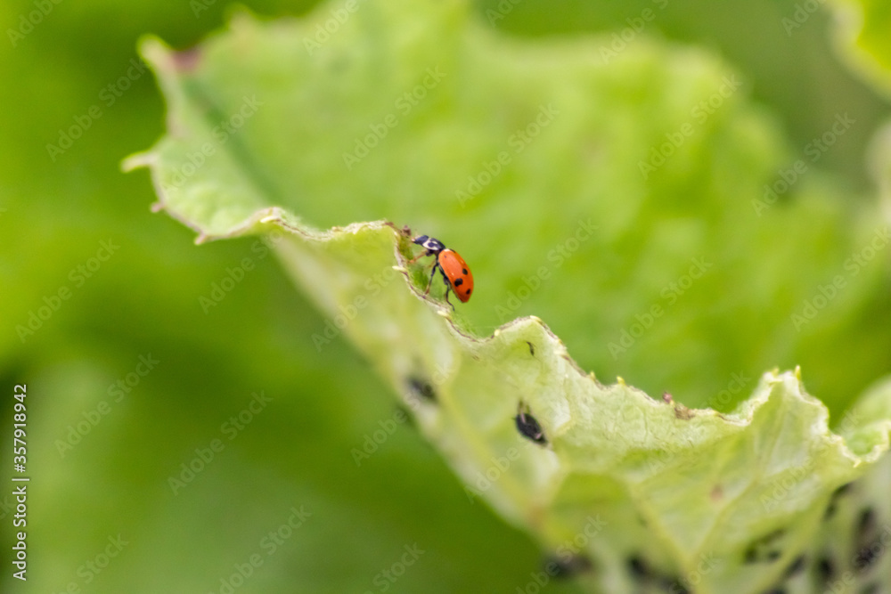 Fototapeta premium Cute little ladybug with red wings and black dotted hunting for plant louses as biological pest control and natural insecticide for organic farming with natural enemies reduces agriculture pesticides