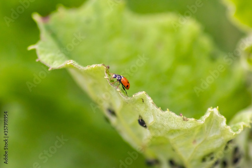Cute little ladybug with red wings and black dotted hunting for plant louses as biological pest control and natural insecticide for organic farming with natural enemies reduces agriculture pesticides © sunakri