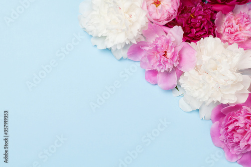 Fototapeta Naklejka Na Ścianę i Meble -  Colorful pink, white and purple peony flowers