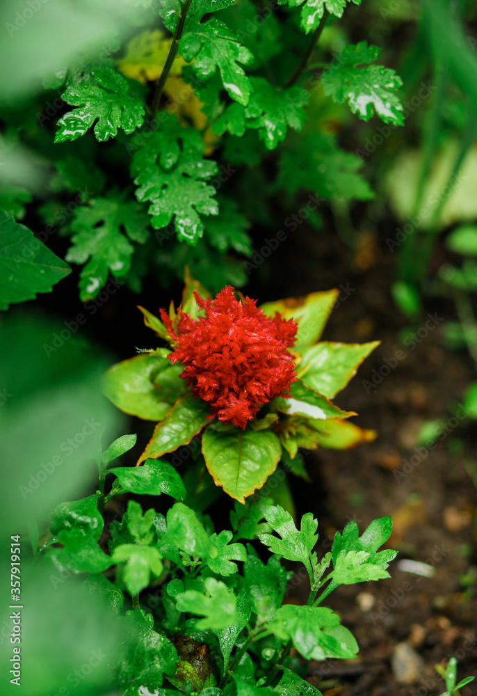 Red coelosia flower feather in the garden Red coelosia flower feather in the garden