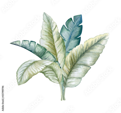 Tropical leaves. Jungle botanical watercolor illustrations, floral elements, a set of banana palms, green leaves. Watercolor. Illustration. Template. Clip art. Greeting card design.