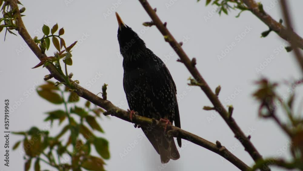 Starling on a tree branch in the early evening Starling on a tree branch in the early evening