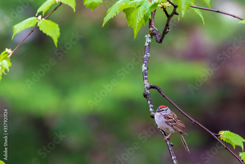 The Chipping Sparrow, a common north american songbird.