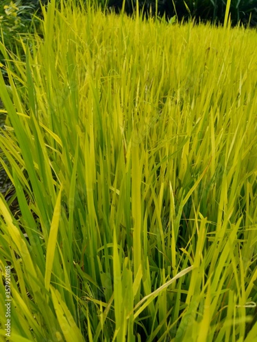 Close up of rice with natural background. The rice is on the seedbed. The rice looks so yellow and green.