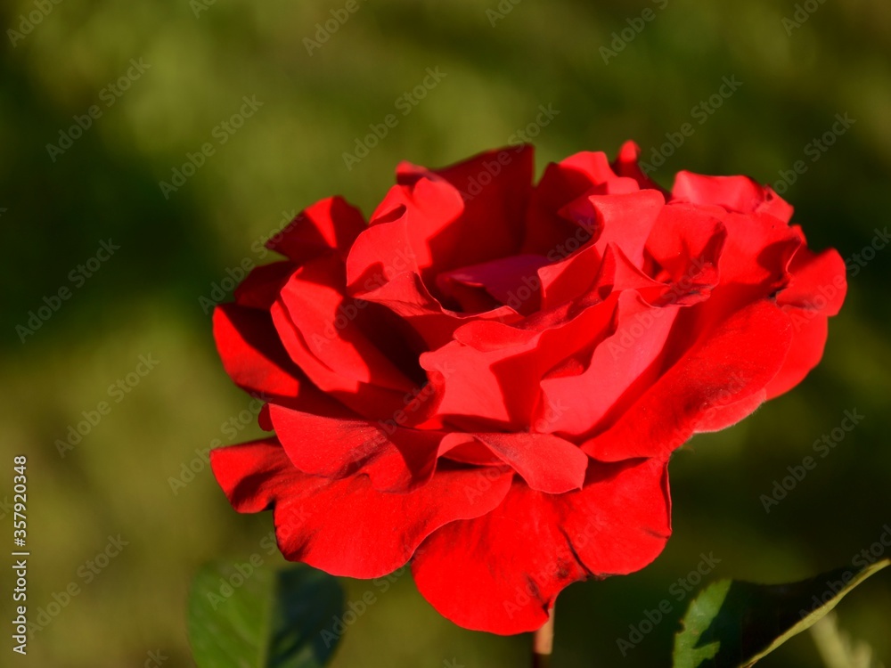 one big red rose on a green blured background. rose grows outside