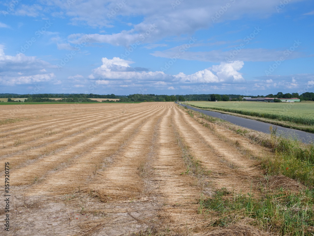 Fields in the north of France. (Flavacourt, Oise department, june 2020)