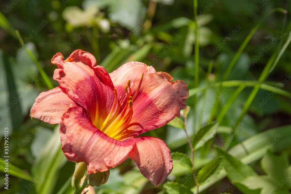 pink daylily