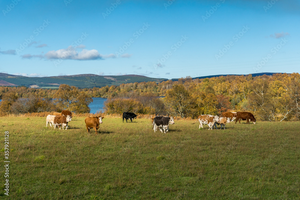 Fototapeta premium Cows