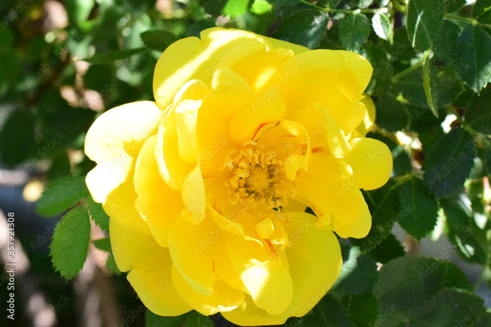 yellow rose on a Bush close up