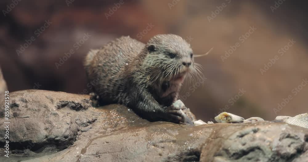 Otter eating fish, Asian small-clawed otter Otter eating fish, Asian small-clawed otter