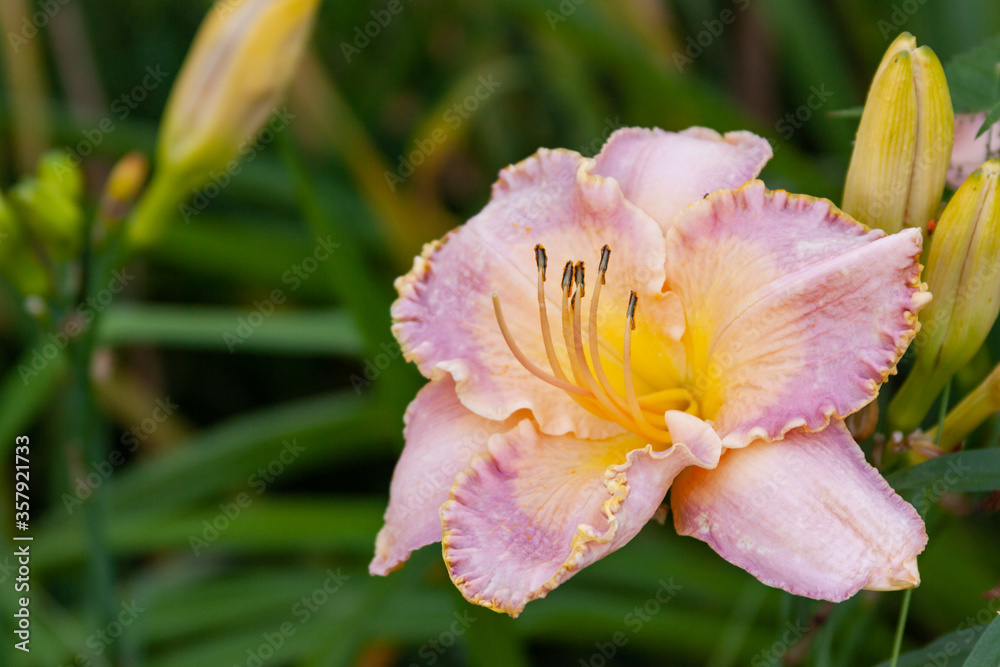 pink daylily