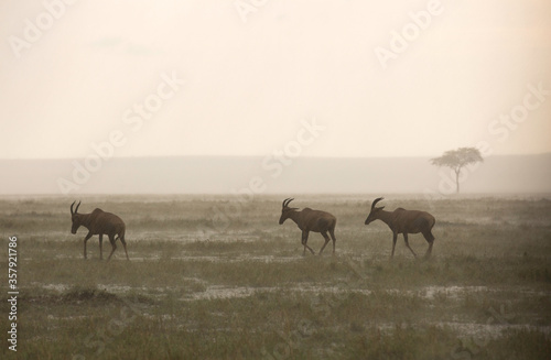 Topi antelopes in rain at Masai Mara, Kenya