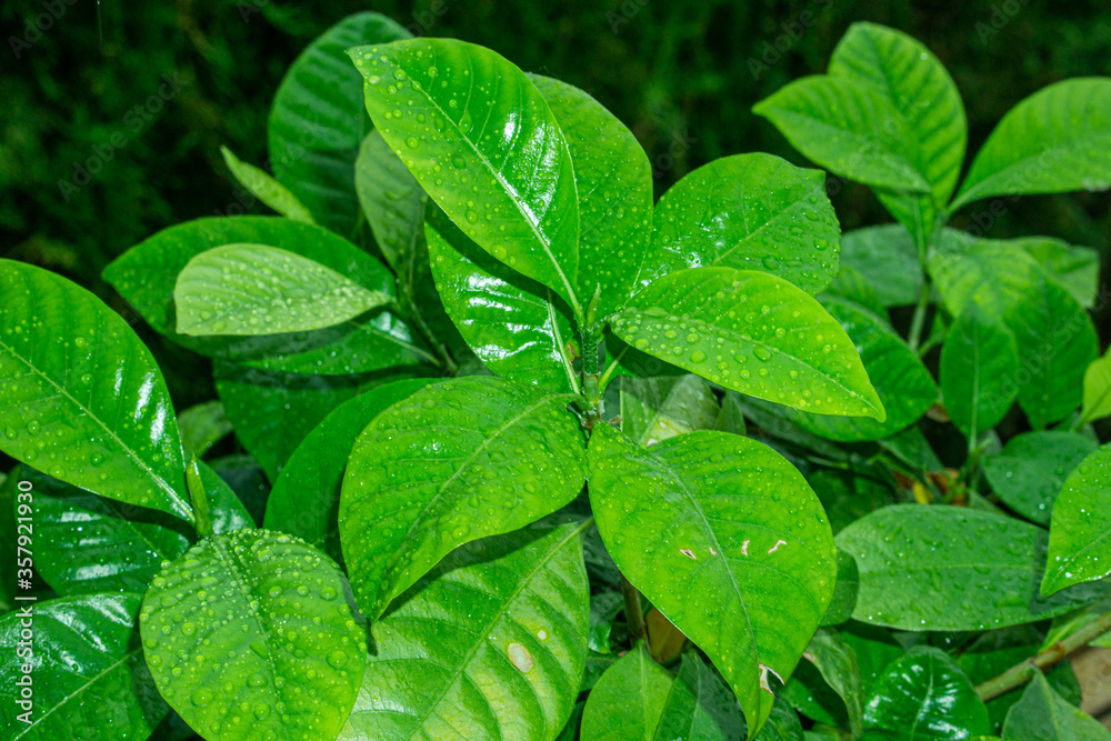 fresh watered leaves