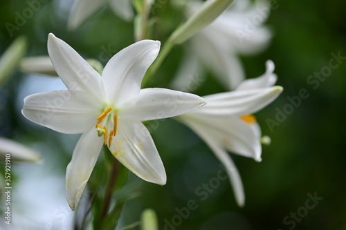 Fototapeta Naklejka Na Ścianę i Meble -  white ilium flower