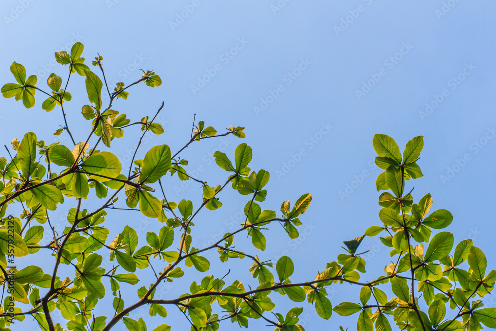 Green leaves background of Terminalia catappa tree on blue sky. It is known by the English common names country-almond, Indian-almond, Malabar-almond, sea-almond, tropical-almond and false kamani.