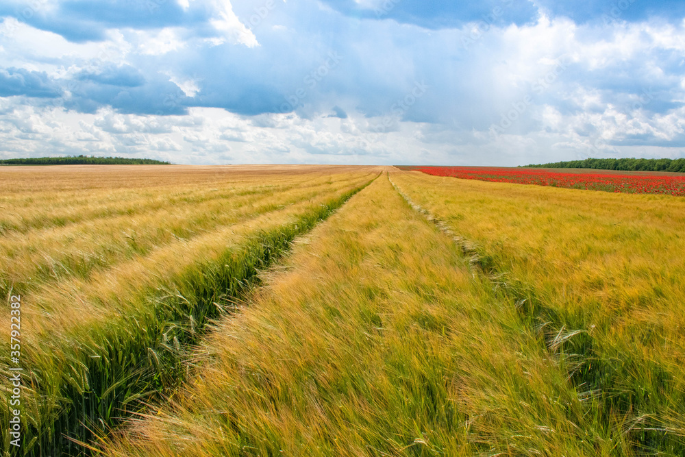 Obraz premium Wheat Field and Blue Sky