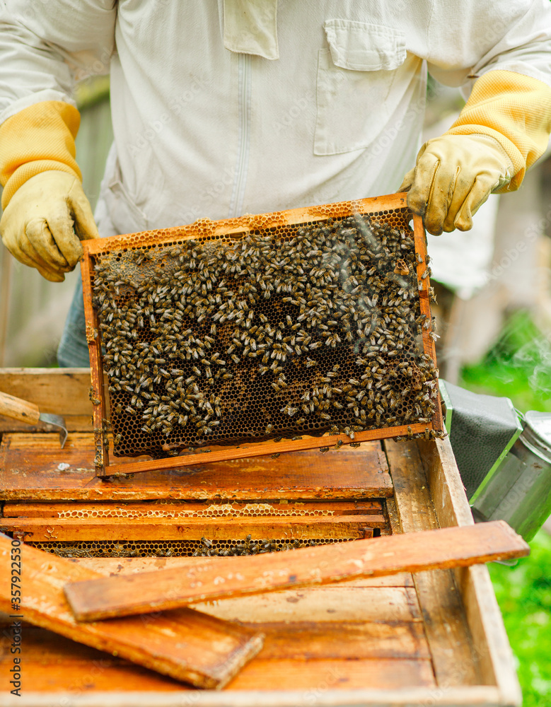 The beekeeper inspects the hives and also sets new frames for the bees. Beekeeping. The beekeeper inspects the hives and also sets new frames for the bees. Beekeeping.