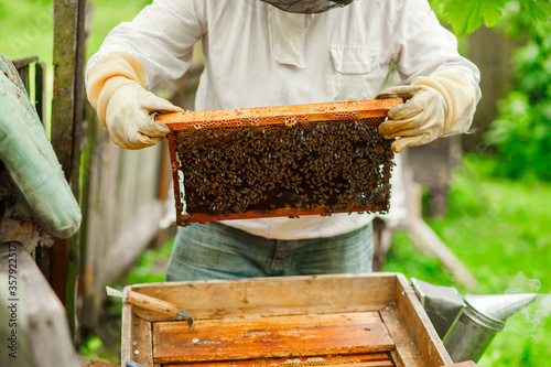 The beekeeper inspects the hives and also sets new frames for the bees. Beekeeping. .The frame is filled with bees