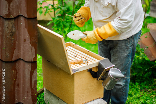 Wallpaper Mural The beekeeper inspects the hives and also sets new frames for the bees. Beekeeping. Organic product. Torontodigital.ca