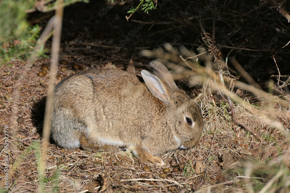 Closeup cute brown hare, rabbit or lepus europaeus in the wild in the woods in winter Closeup cute brown hare, rabbit or lepus europaeus in the wild in the woods in winter