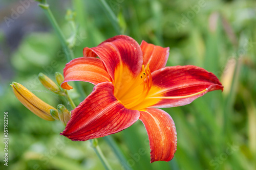 red and yellow lily © fgsmiles
