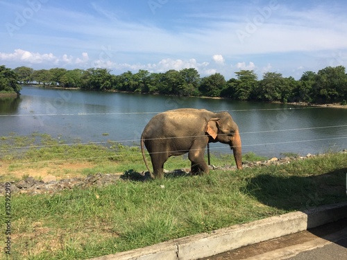 Wild animal looking for foods near road