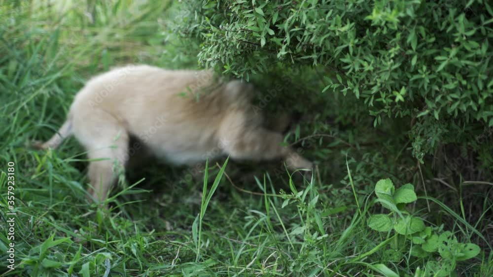 Dog playing in the grass - 4K Dog playing in the grass - 4K