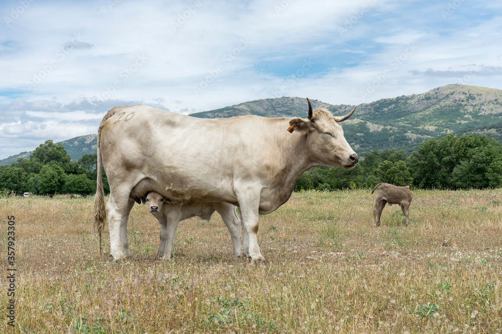white cow suckling little white calf and another calf lying on the meadow white cow suckling little white calf and another calf lying on the meadow