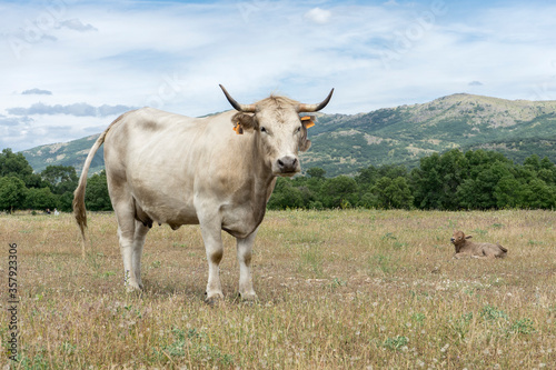 Fototapeta Naklejka Na Ścianę i Meble -  white cow and calf lying on the meadow