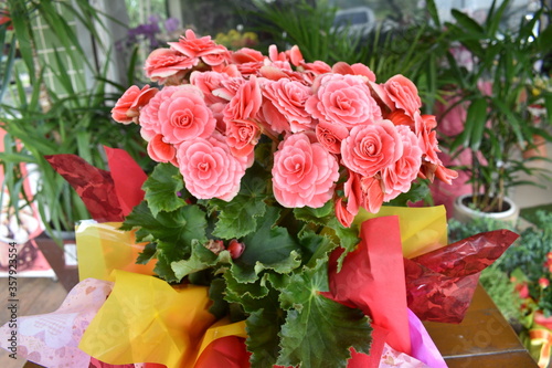 flowers in vase